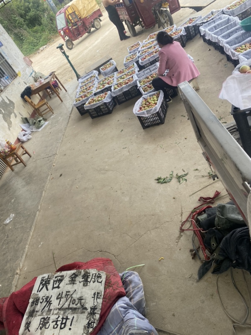湖北随县桃子正在大量上市中，特色个头大口感好，品种齐全。