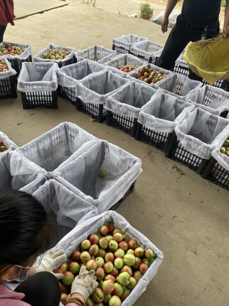 湖北随县桃子正在大量上市中，特色个头大口感好，品种齐全。