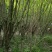 木槿