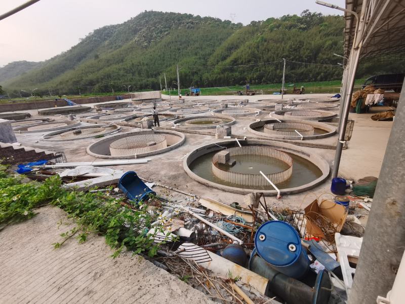 黄颡鱼苗、黄辣丁苗、黄骨鱼苗，大量批发，基地直供。