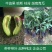 牛油果树苗南北方种植嫁接墨西哥哈斯牛油果苗树当年结果