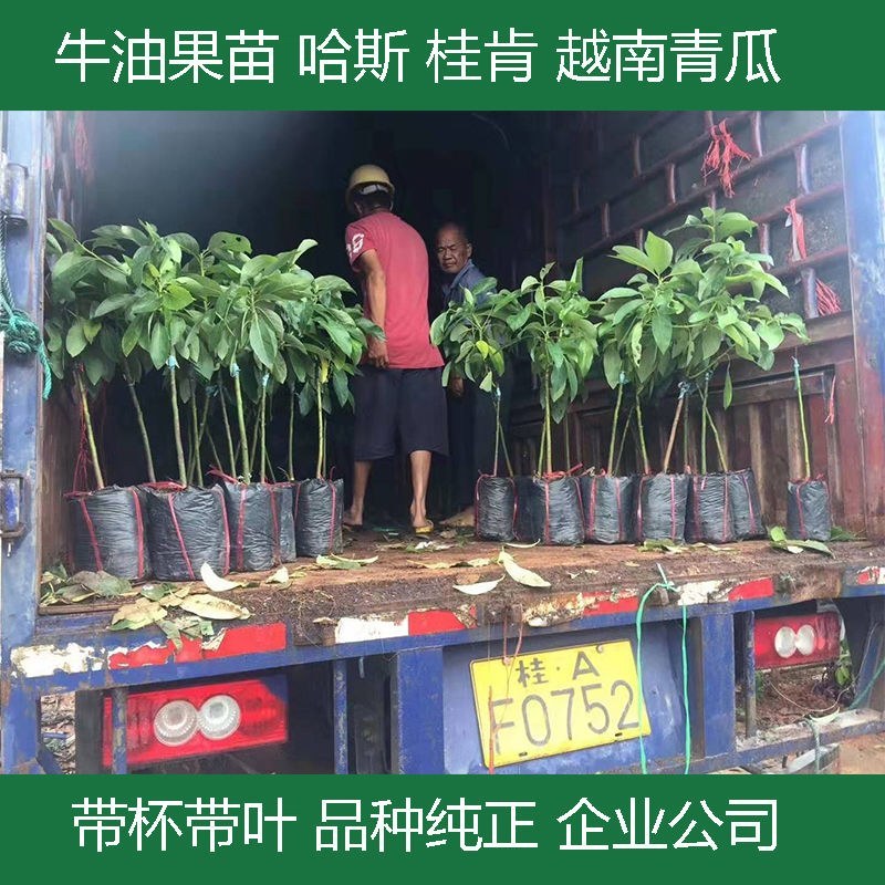 牛油果树苗南北方种植嫁接墨西哥哈斯牛油果苗树当年结果