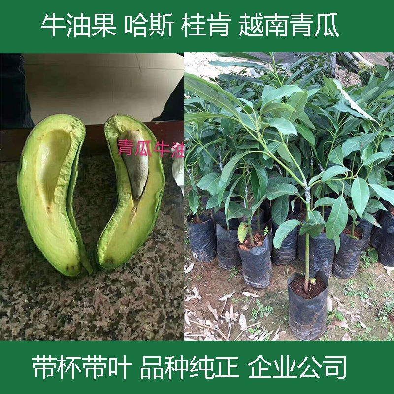 牛油果树苗南北方种植嫁接墨西哥哈斯牛油果苗树当年结果