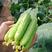 旱黄瓜种子荷兰全雌节节有瓜水果黄瓜种孑小黄瓜种籽