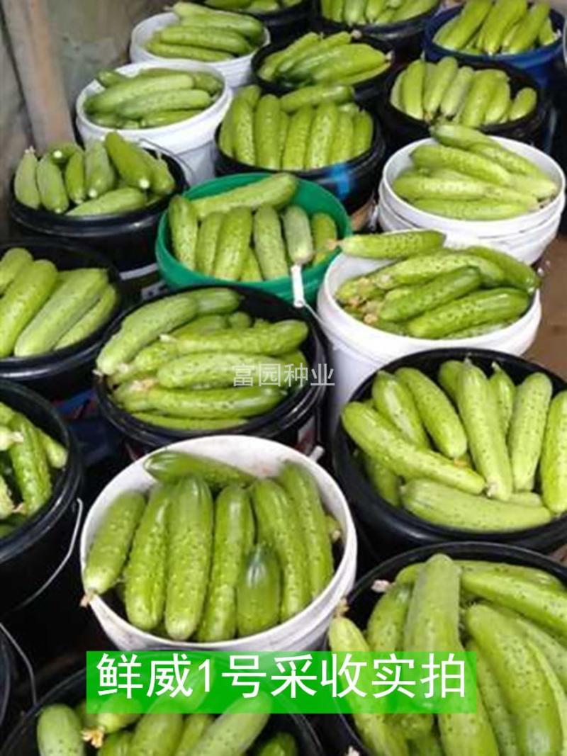 旱黄瓜种子荷兰全雌节节有瓜水果黄瓜种孑小黄瓜种籽