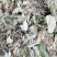 金钱草～新货扎把新货～1公斤起售～量大优惠～