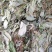 金钱草～新货扎把新货～1公斤起售～量大优惠～