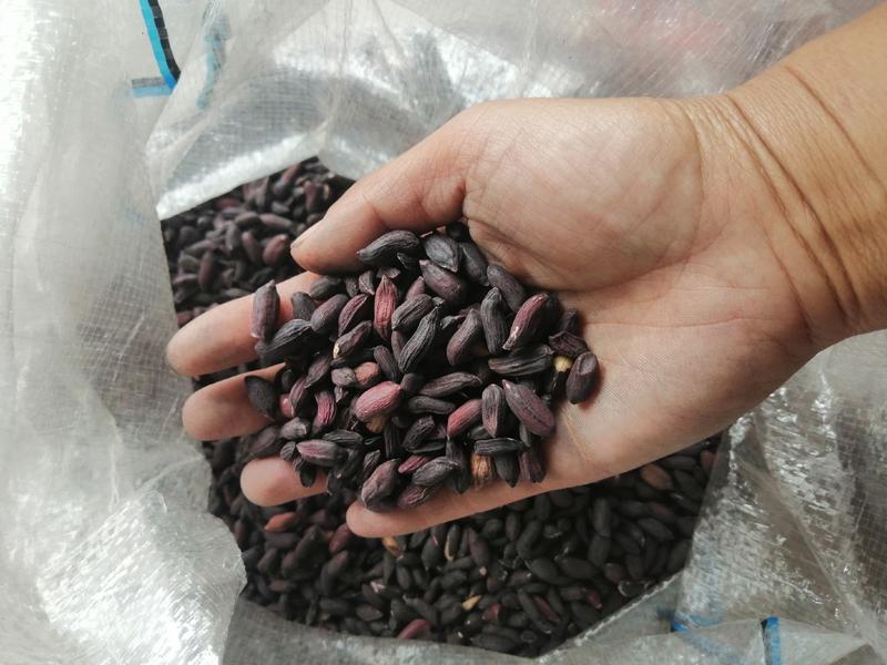 黑花生瘪子米长年供应精选瘪米