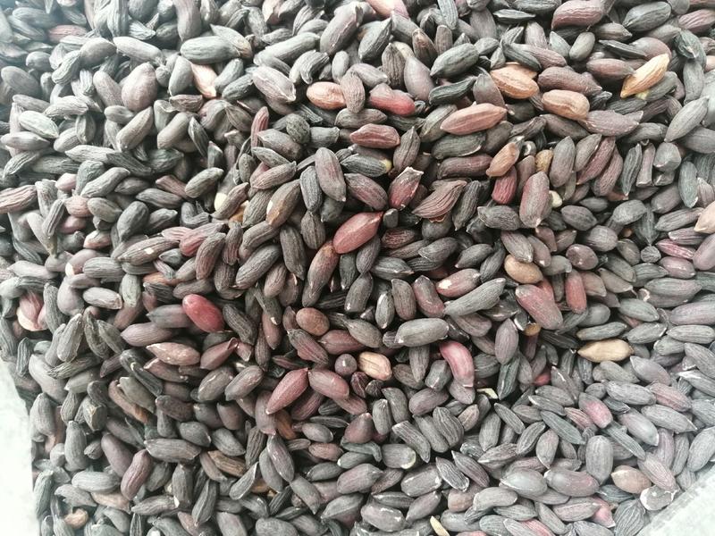 黑花生瘪子米长年供应精选瘪米