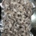 大虾仁虾仁对虾仁虾肉虾仁肉质细腻