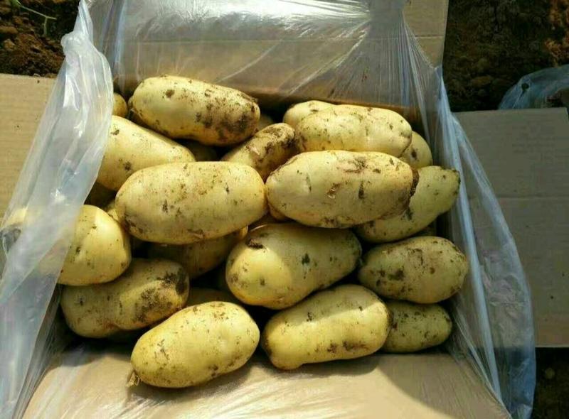 精品荷兰十五土豆，现有希森六土豆，大量出库，一条龙服务，