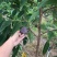 紫红释迦苗，种植当年结果