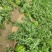 河南虞城8424西瓜种植示范基地新品上市中欢迎电联