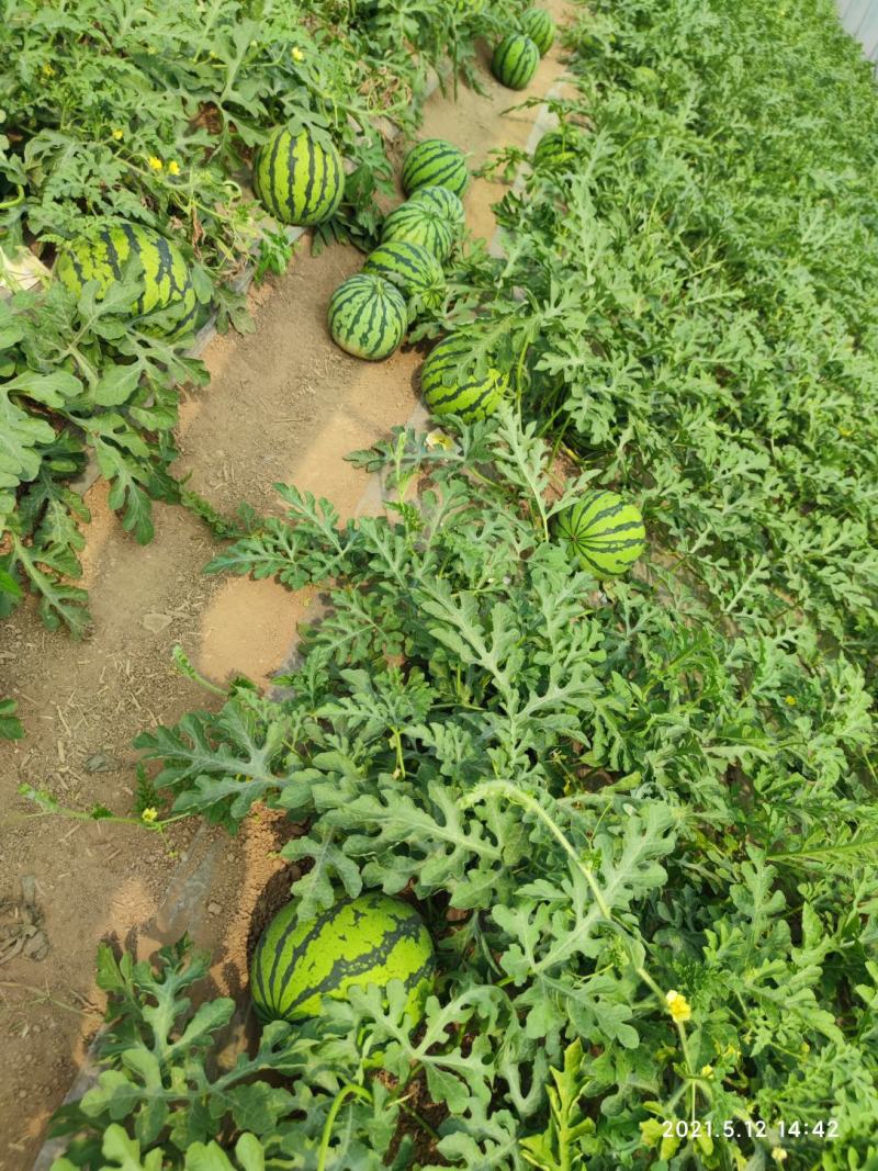 河南虞城8424西瓜种植示范基地新品上市中欢迎电联