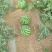 河南虞城8424西瓜种植示范基地新品上市中欢迎电联