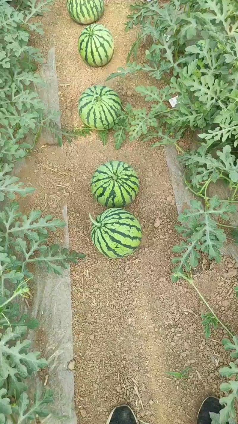 河南虞城8424西瓜种植示范基地新品上市中欢迎电联