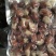 特级龙虾尾，龙虾尾，带黄龙虾尾龙虾肉无冰虾尾
