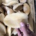 黄金澳鲍肉澳鲍肉澳洲鲍鱼肉鲍鱼肉无冰澳鲍，肉质细腻