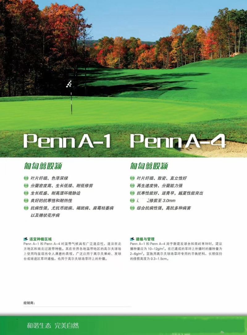 剪股颖种子草坪种子低矮免修剪庭院别墅高尔夫耐践踏草籽