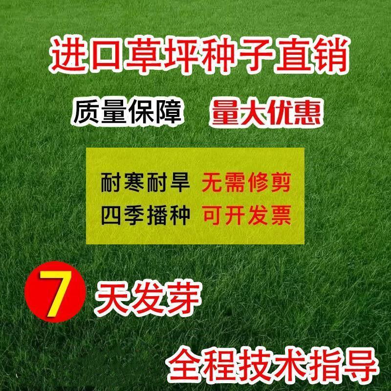 剪股颖种子草坪种子低矮免修剪庭院别墅高尔夫耐践踏草籽