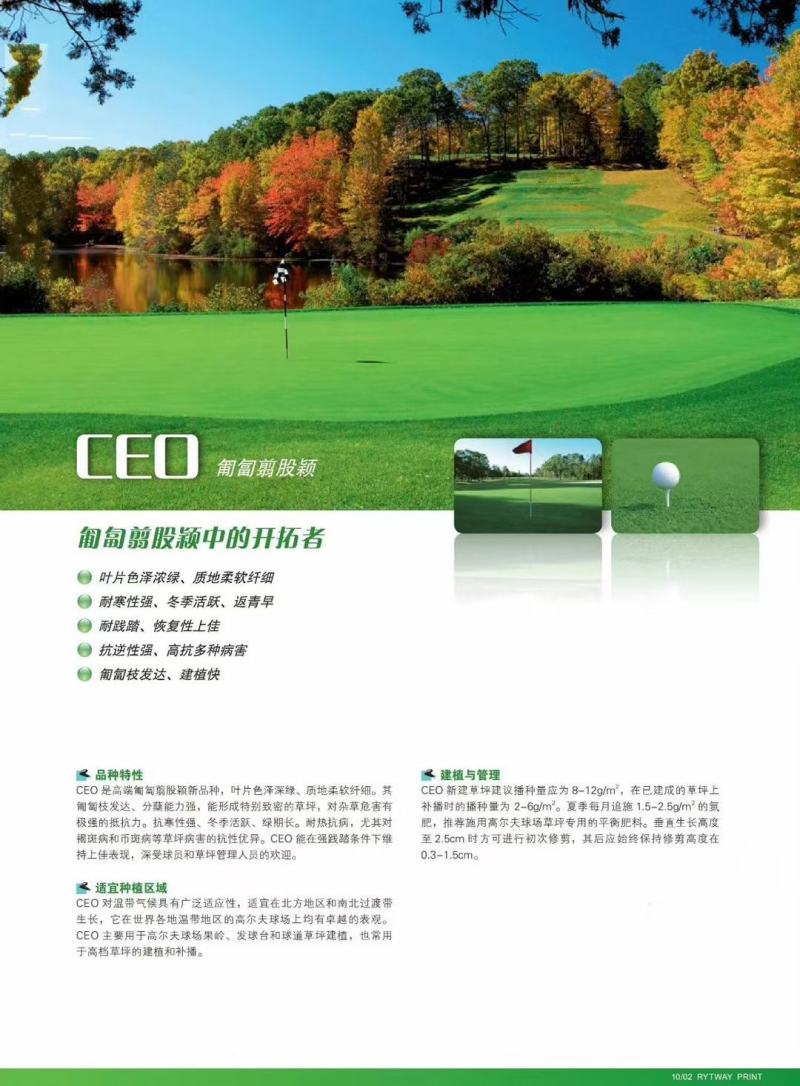 剪股颖种子草坪种子低矮免修剪庭院别墅高尔夫耐践踏草籽