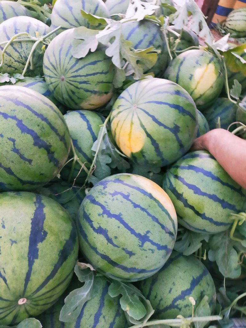 衡水饶阳冷棚西瓜大量上市了，软红沙瓤，皮薄口感超甜