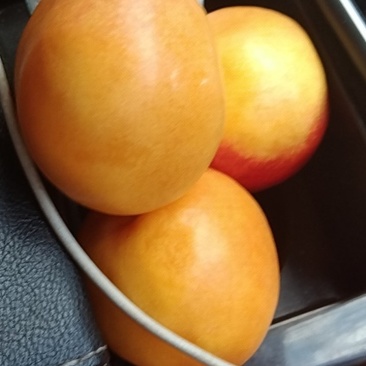 黄斤油桃