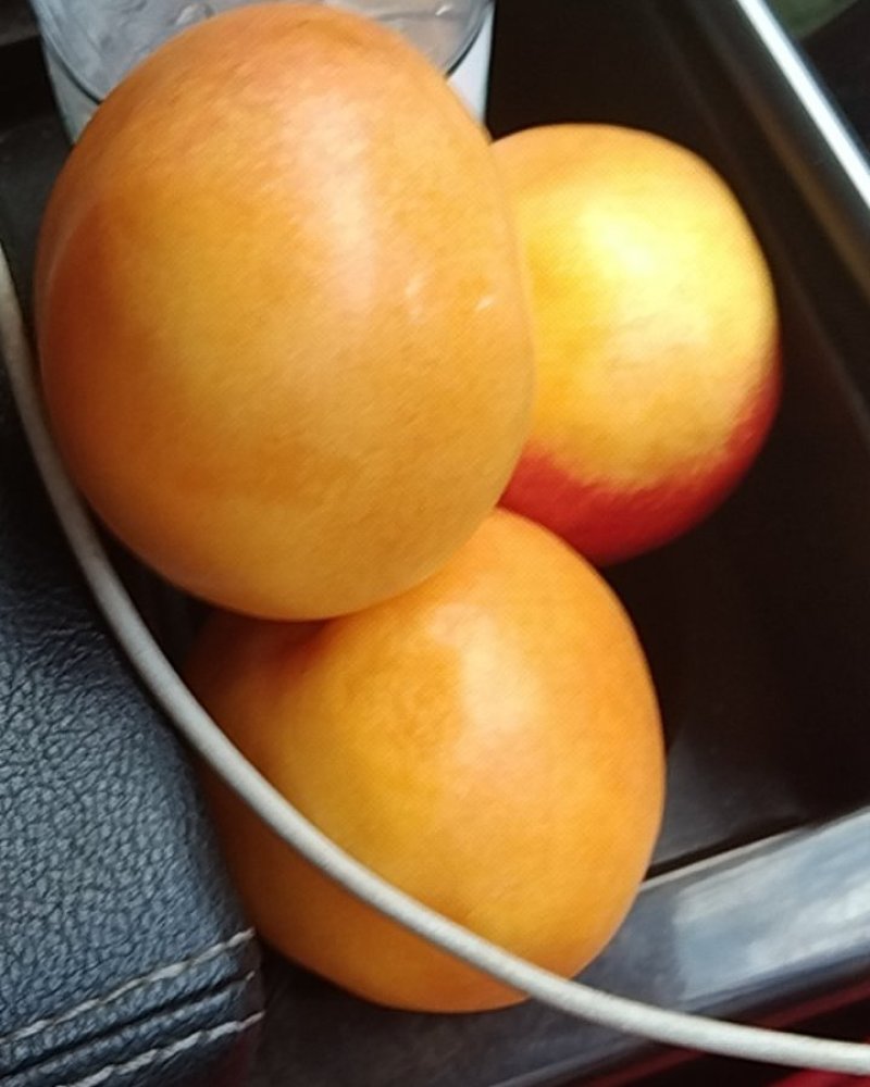 黄斤油桃