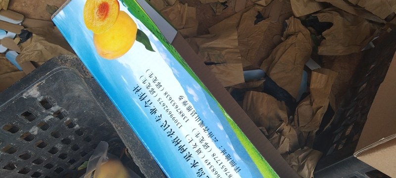 黄金油桃