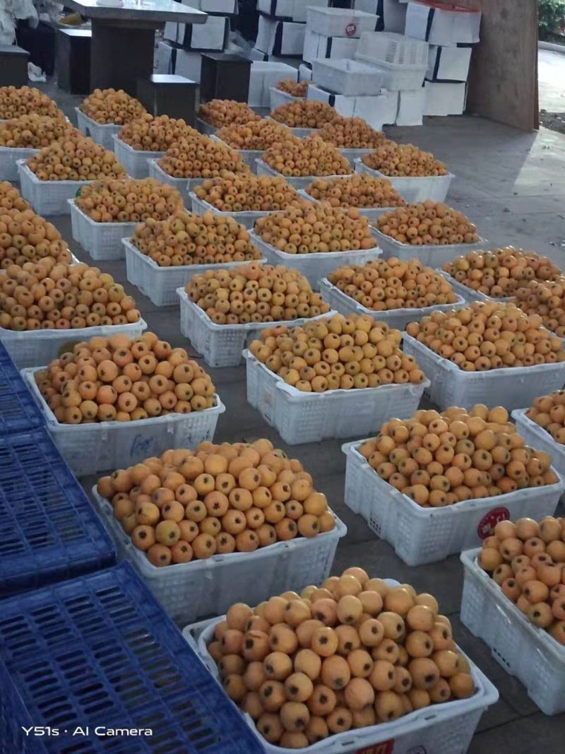 巴阳枇杷各种水果，药材代办