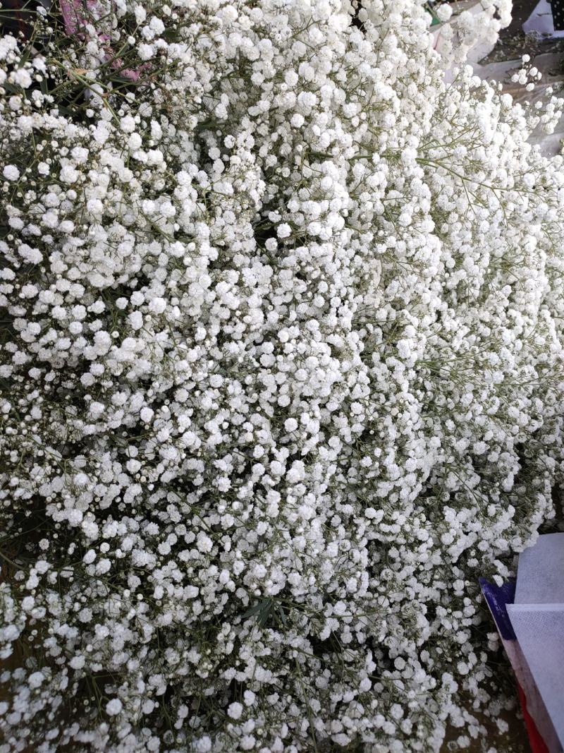 精品花卉满天星干花花束