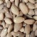 批发生果【进口巴旦木仁】生杏仁适用于做药用材料和各项食品