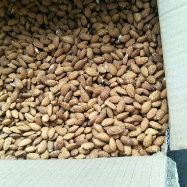 批发生果【进口巴旦木仁】生杏仁适用于做药用材料和各项食品
