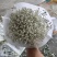精品花卉满天星干花花束
