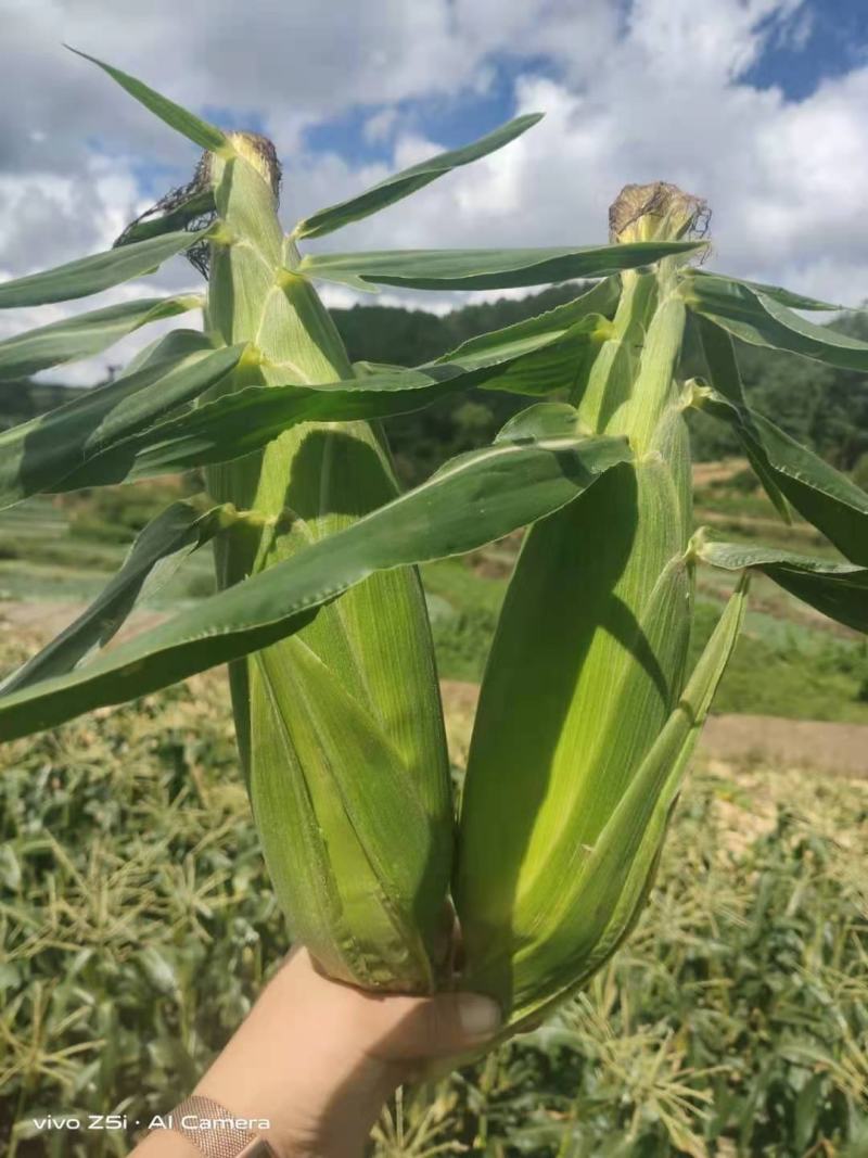 精品水果玉米基地直销保质保量