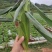 精品水果玉米基地直销保质保量