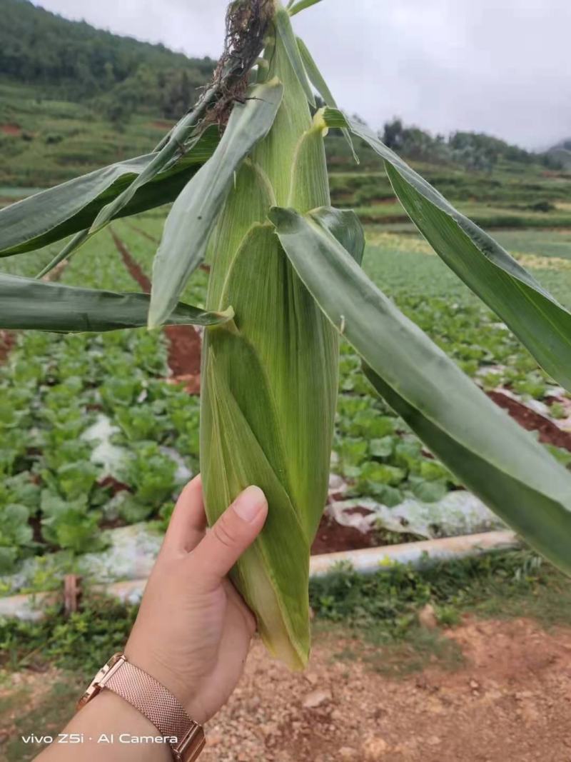 精品水果玉米基地直销保质保量