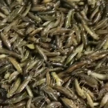 水清挺，水马猴，蜻蜓幼虫