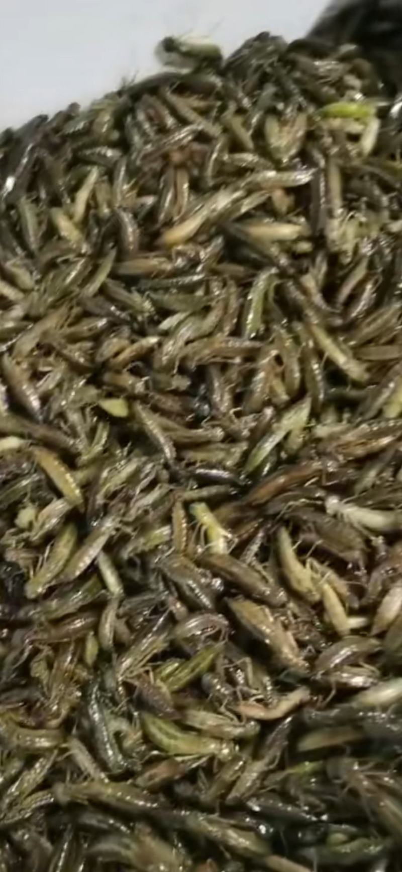 水清挺，水马猴，蜻蜓幼虫