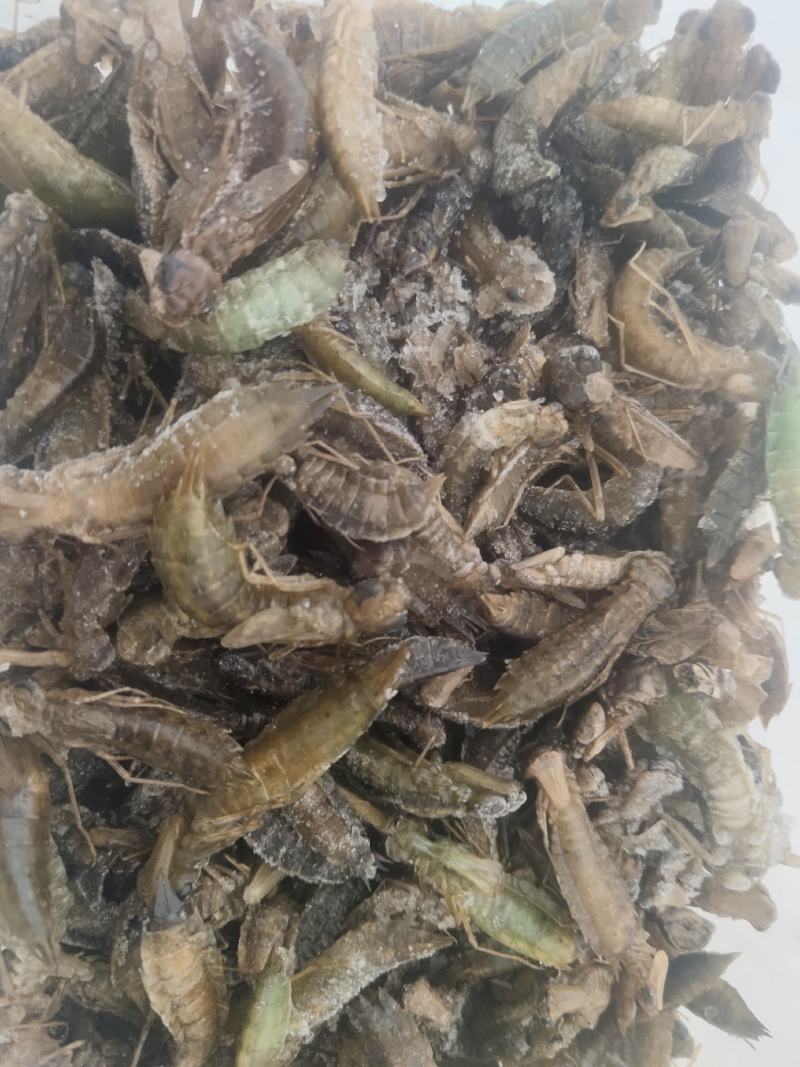 水清挺，水马猴，蜻蜓幼虫