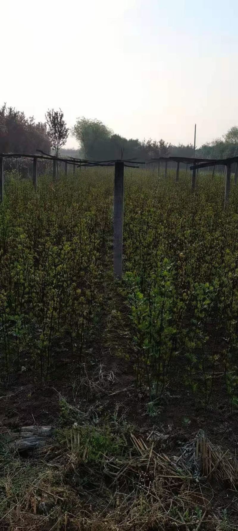 花椒苗