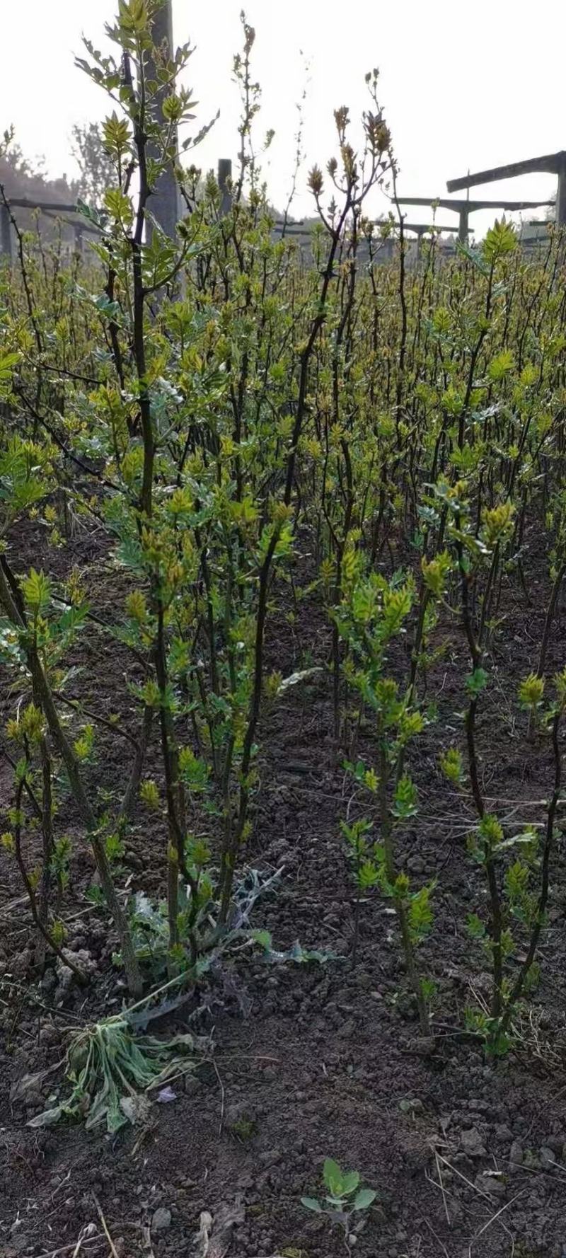 花椒苗