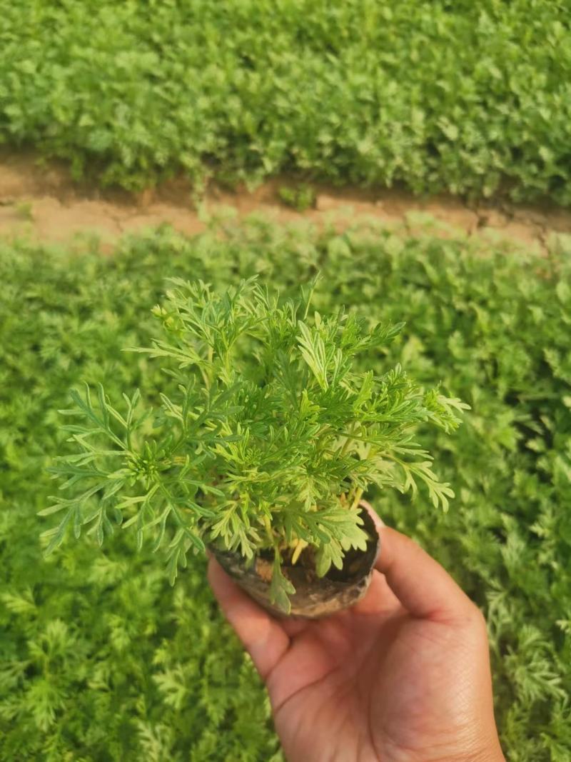欧石竹，白皮松，各种花卉苗木大量欧石竹基地自产自销