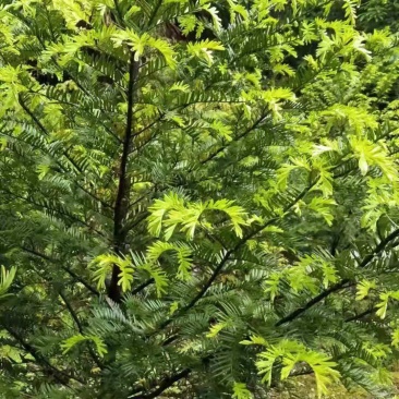 精品绿化好红豆杉3到8公，重庆市，石柱土家族自治县