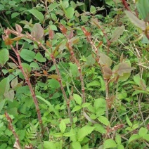 虎杖种苗优质种苗药用虎杖段子