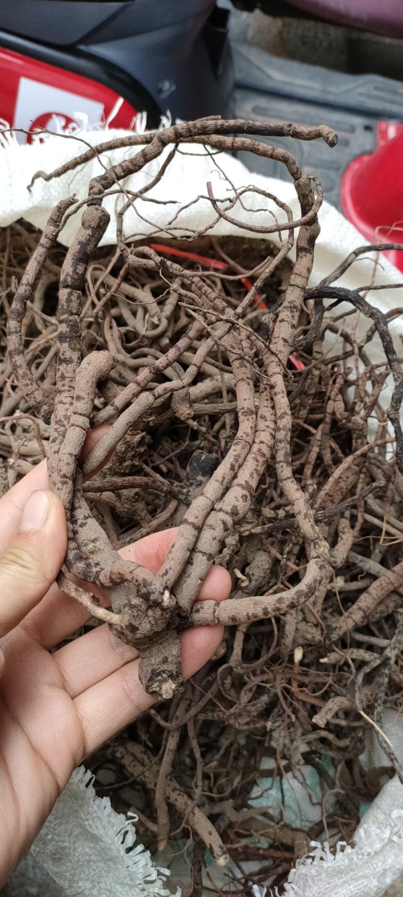 中药材野生血党，切好成条均有