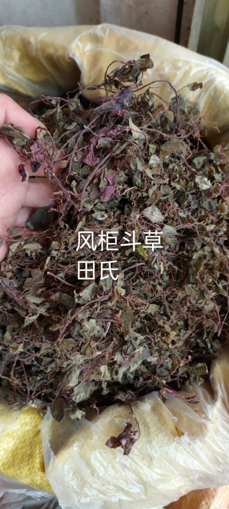野生风柜斗草今年新货风鼓草野生风柜斗草风谷草烤干货