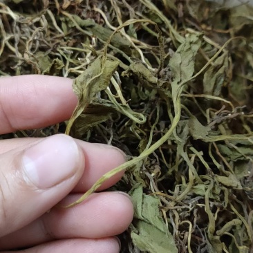 野生中药材，带根一支箭，蛇须草蛇咬子，新货足干
