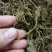 野生中药材，带根一支箭，蛇须草蛇咬子，新货足干