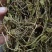 野生中药材，带根一支箭，蛇须草蛇咬子，新货足干